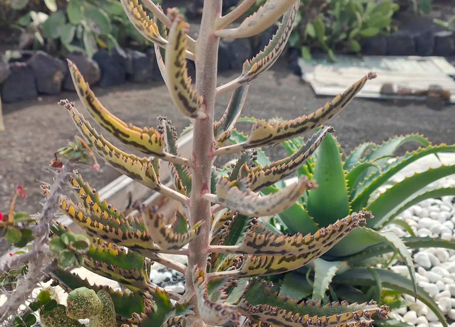 Las Casitas Masdache Tías Ισπανία
